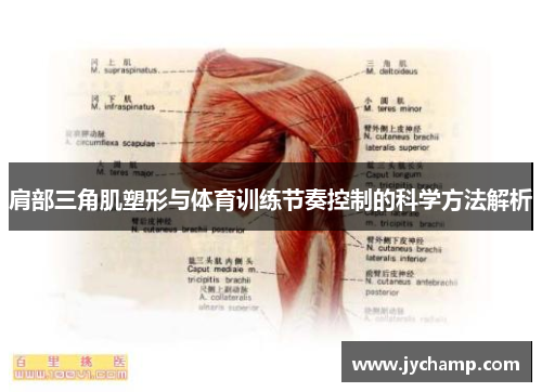 肩部三角肌塑形与体育训练节奏控制的科学方法解析